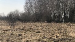 Площадка для воркаута в городе Королев №11142 Маленькая Легендарная фото