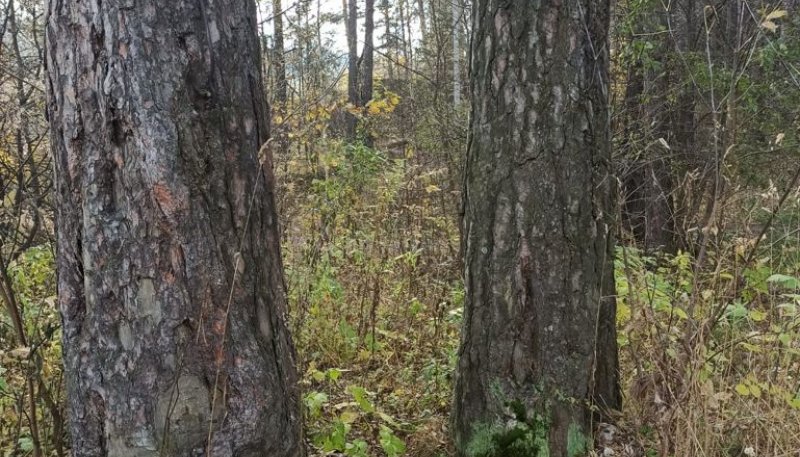 Площадка для воркаута в городе Новосибирск №11584 Маленькая Советская фото