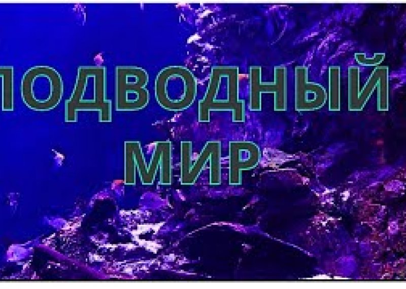 Таинственный подводный мир в формате видео 4к