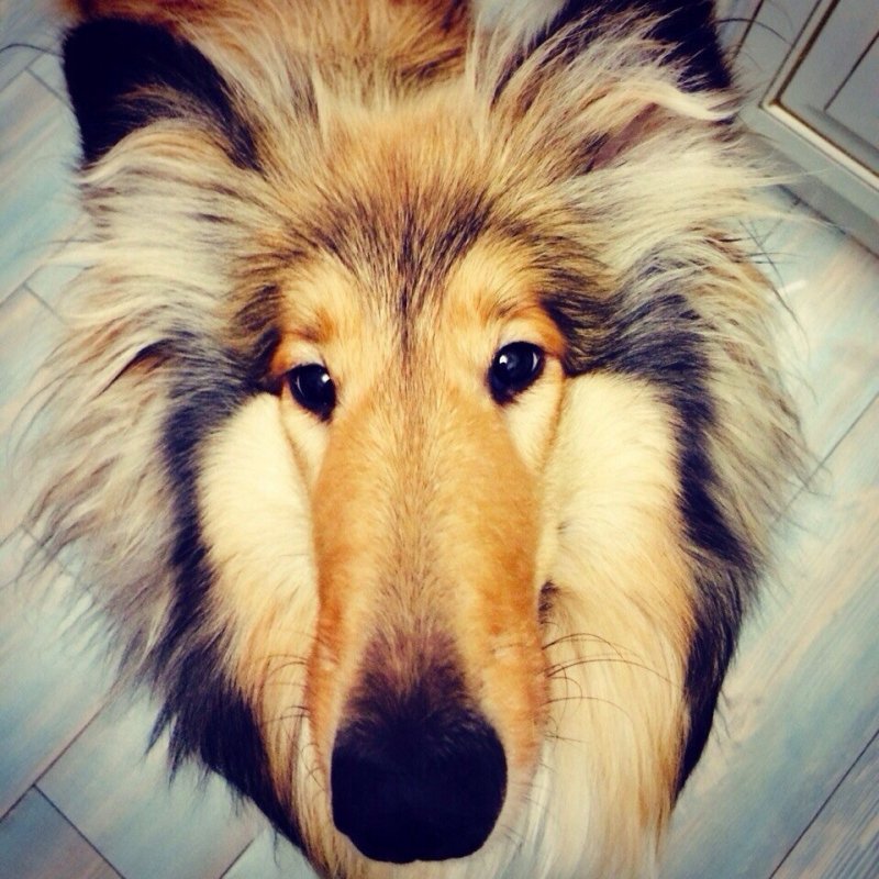 alina_nimfa