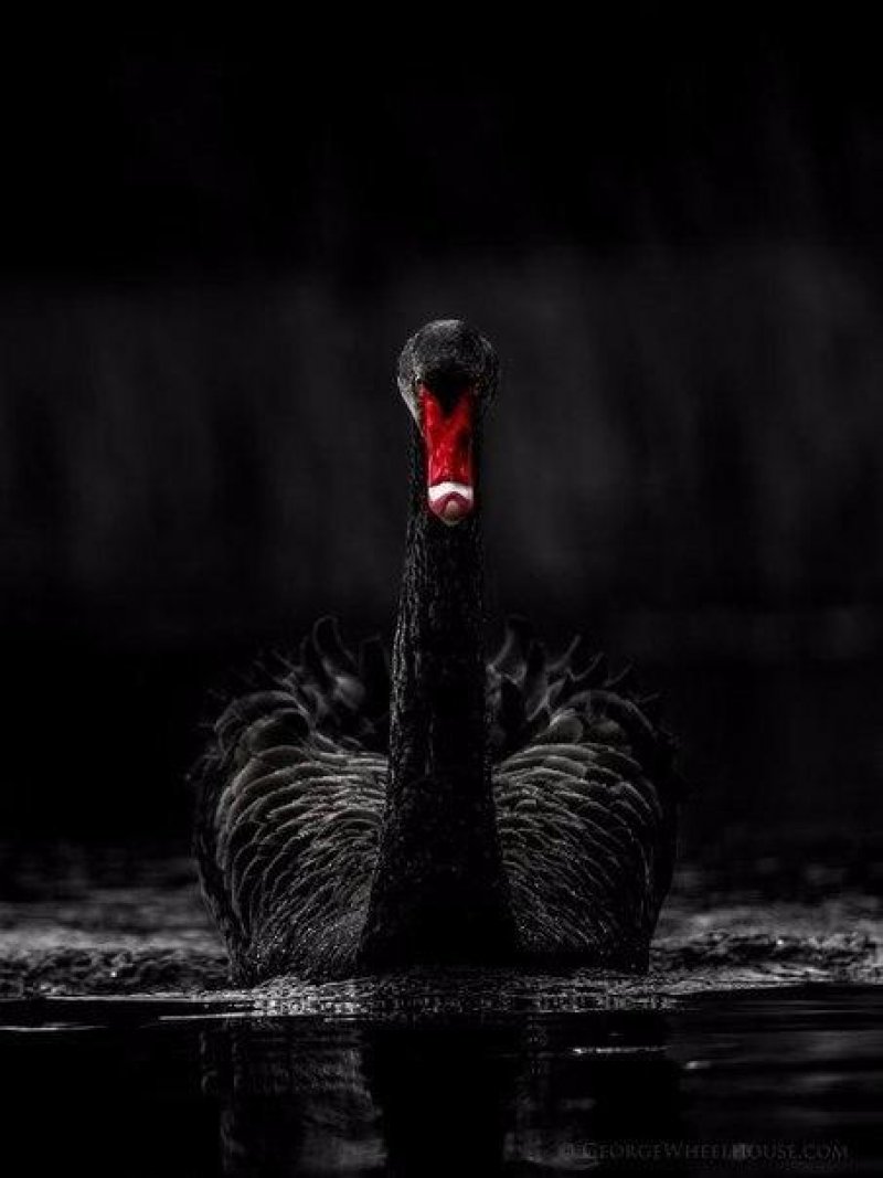 BlackSwan