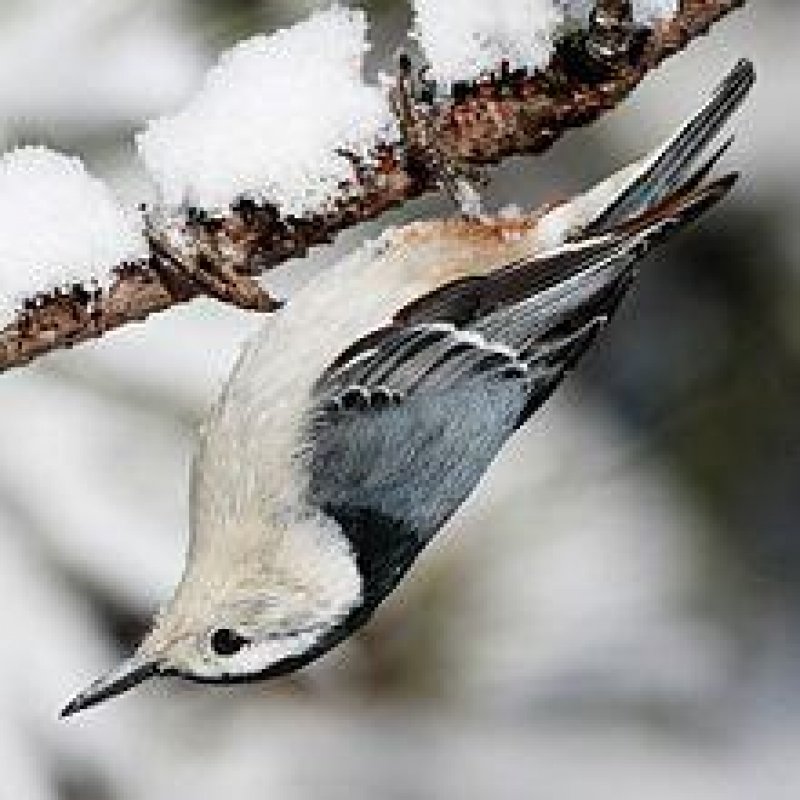 Nuthatch