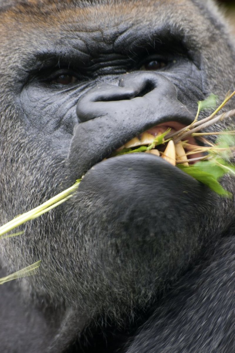 GORILLA